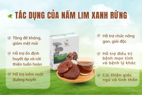 Nấm Lim Xanh ở đâu tốt nhất? Thông tin bạn cần biết trước khi mua